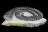 Devonian Ammonite (Anetoceras) - Morocco #99900-2